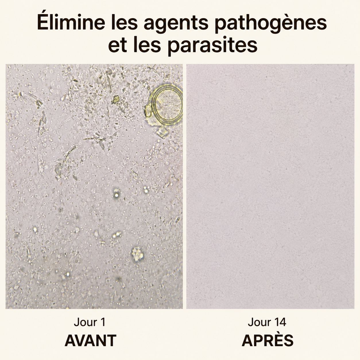 Organic Flora™ – Ventre Plat & Confort Digestif