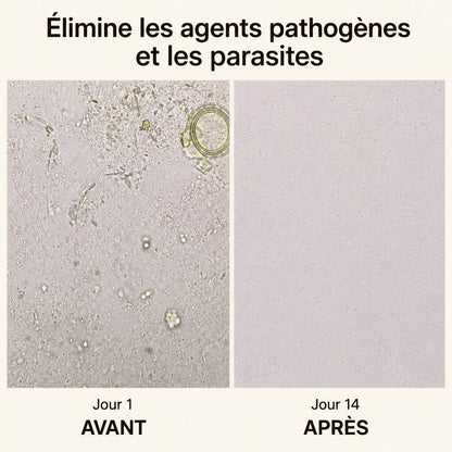 Organic Flora™ – Ventre Plat & Confort Digestif